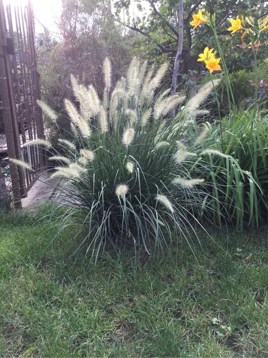 Декоративная трава