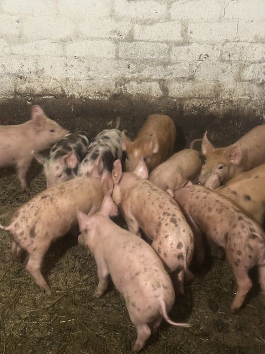 Продам поросят , вік півтора місяці