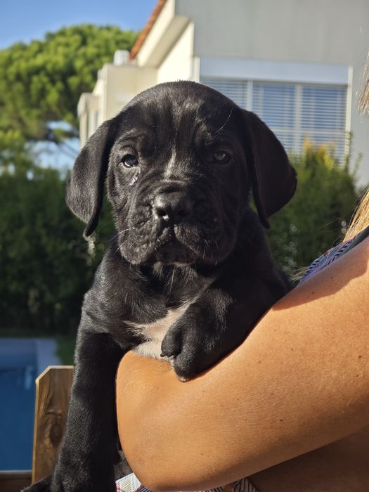 Cane Corso Italiano - Macho preto