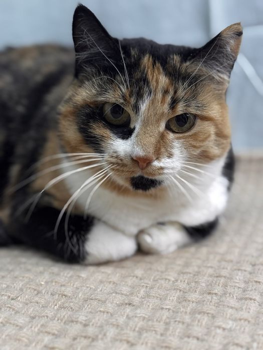 Анфіса кішечка шукає родину