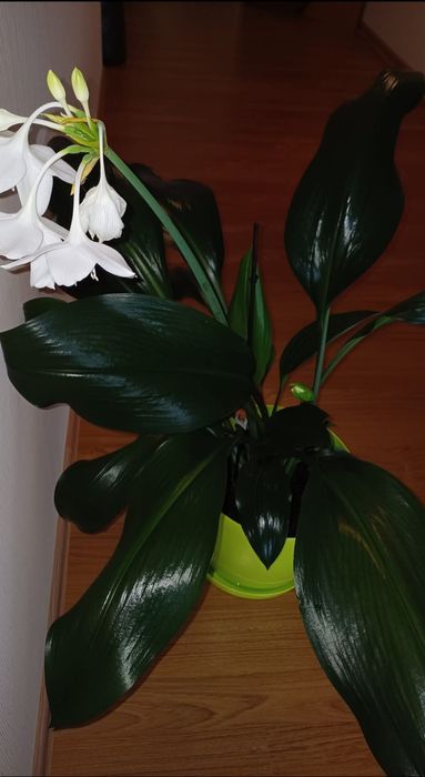 Вазони: заміокулькас замієлистий, еухарис амазонський, цитрусовий.