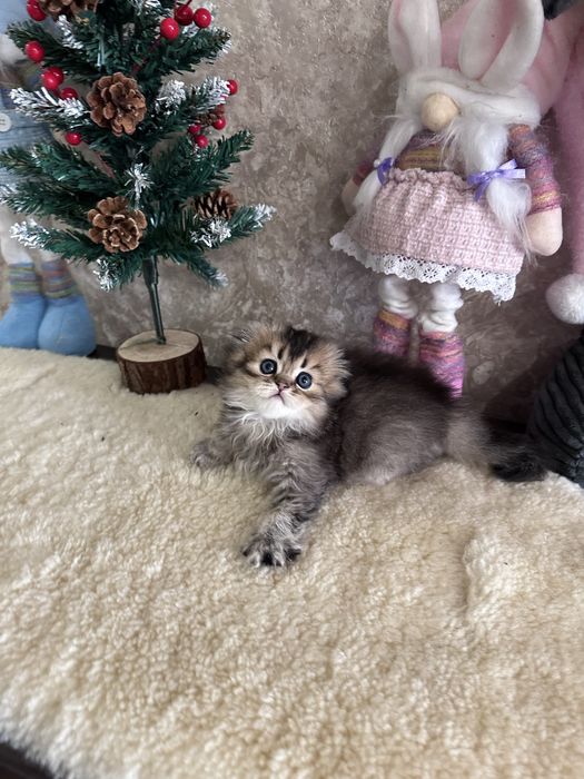 Шотландські кошенята