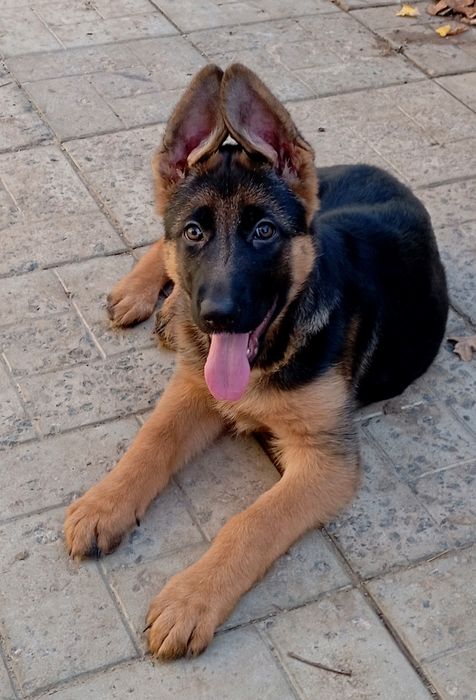 Питомник предлогает роскошную суку.