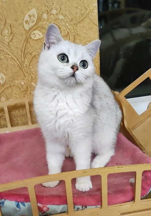 Мальчик серебристый шиншилла