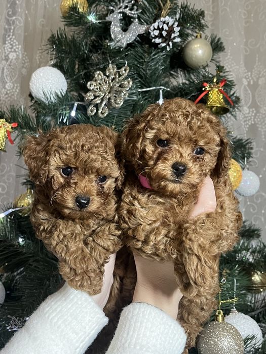 Мини Той пудель ред браун