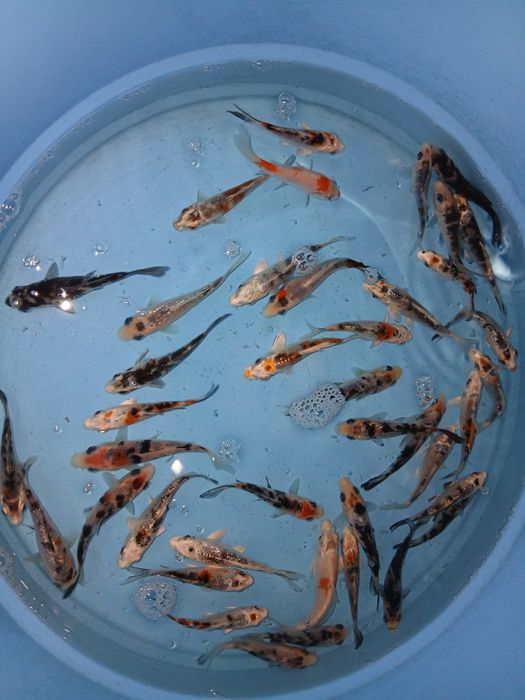 Carpas koi tricolor