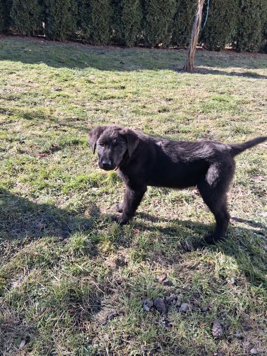 Oddam pieski w dobre ręce