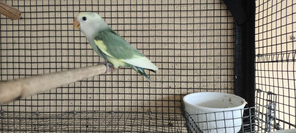 Agapornis Rosicoller