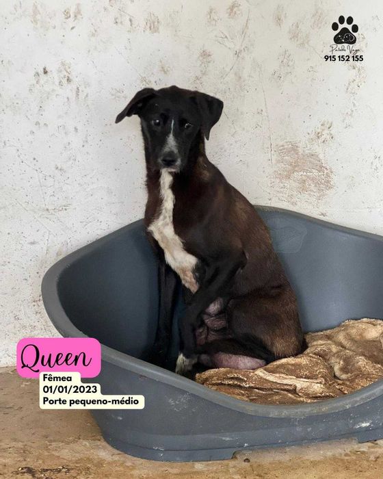 Cadela para adoçao (Queen)