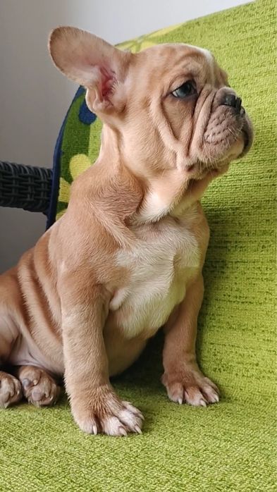 Bulldog francês macho  metle exirico