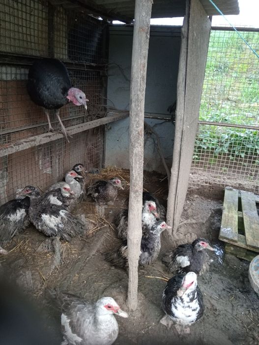 Perus machos e fêmeas com 1 ano