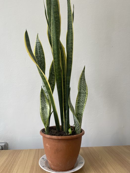 Вазон грошове дерево зелені насадження  кімнатна рослина