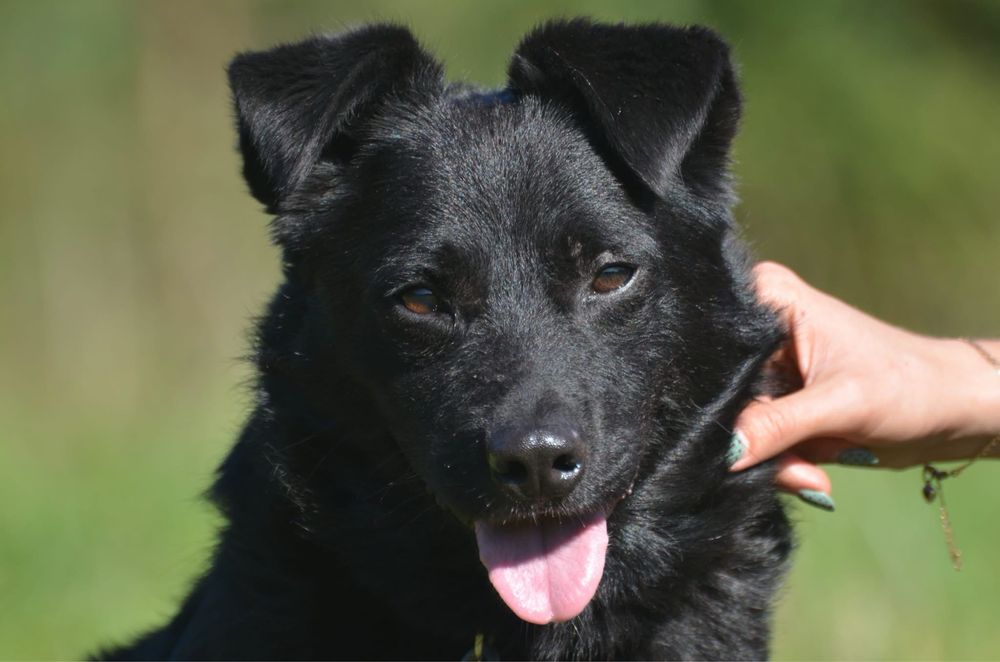 Poker- do adopcji