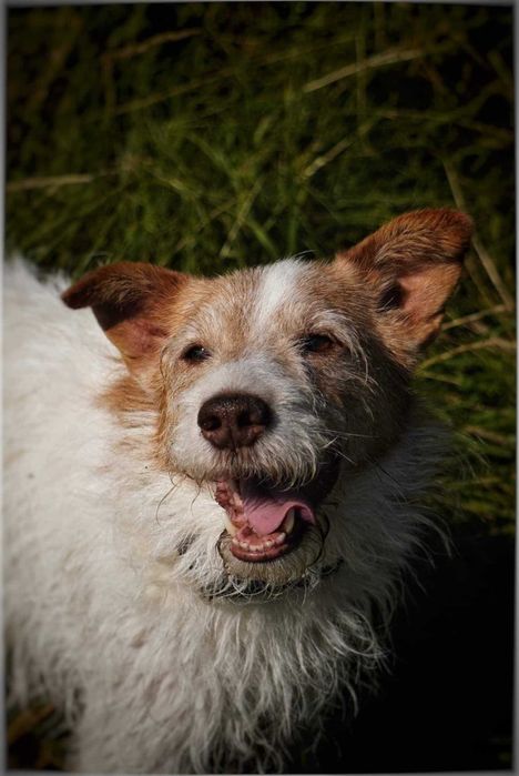 Do adopcji wyjątkowy pies –w typie Jack R. Terriera!