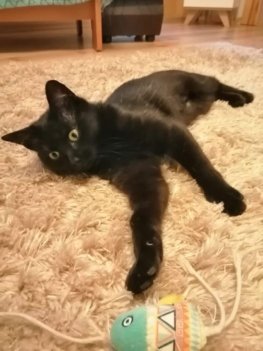 Filigranowa koteczka do adopcji