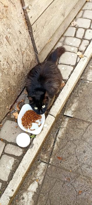 Отдам котят, кошек, живут под киоском