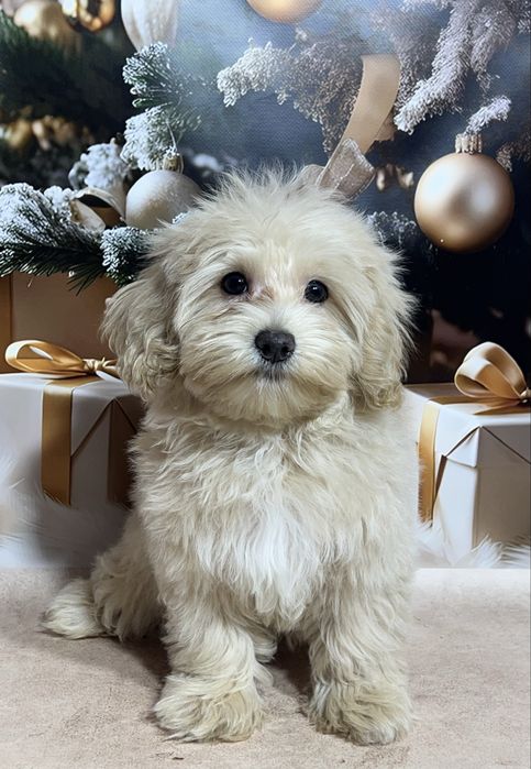 Мальтипу дівчинка . Той пудель