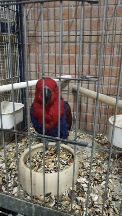 Compro aves todo o tipo