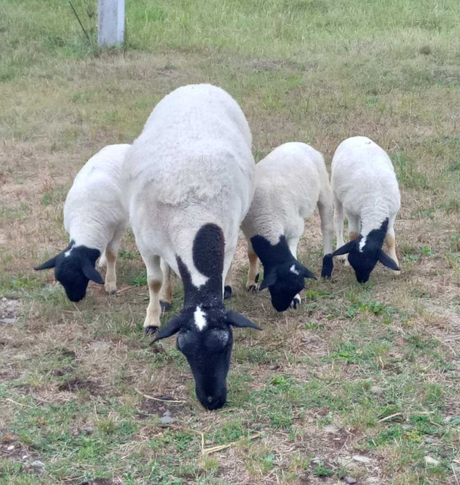 Ярки породи Дорпер