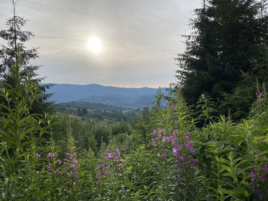 Карпатський Іван Чай ферментований з лавандою, карпатский иван чай