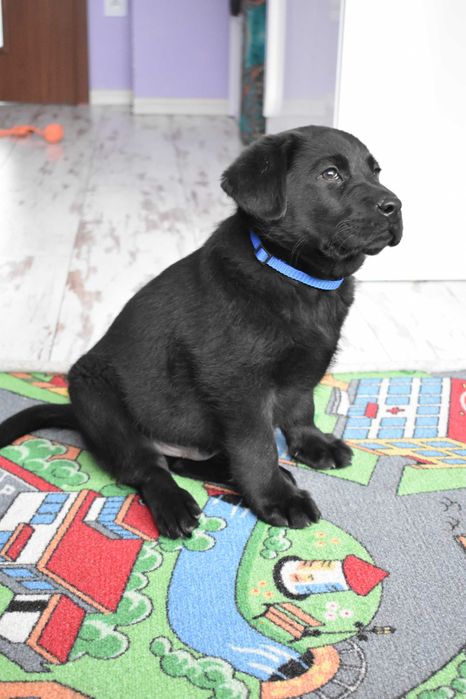 Labrador linia użytkowa