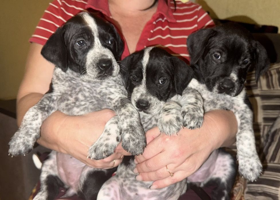 Продам цуценят стаффа