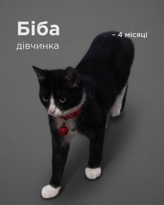 Терміново відам кошенят !!!