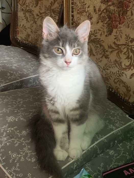 отдам котенка в хорошие руки