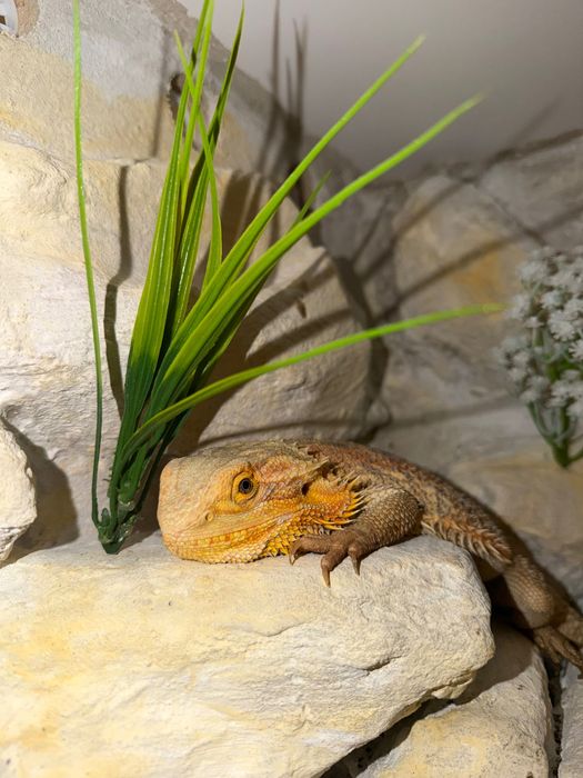 Agama brodata +terrarium
