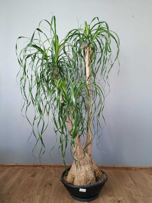 Kwiat doniczkowy Nolina Stopa Słonia Beaucarnea Recurvata trzy odnogi