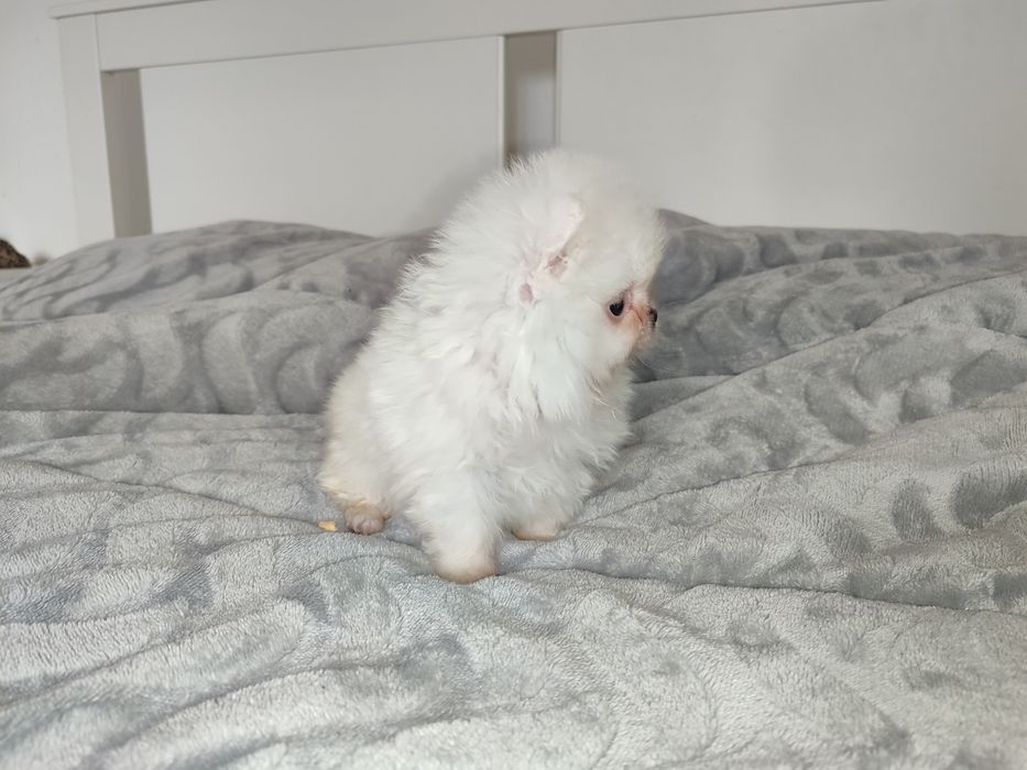 Lulu Pomerânia fêmea branca neve