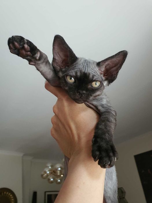 Kot Devon Rex Kociak Devon Devonek Rex Kociak