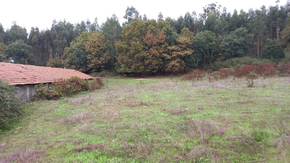 Terreno com 2 aviários