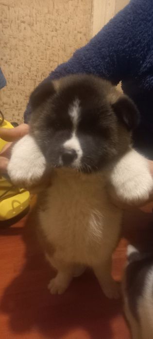 Американська акіта