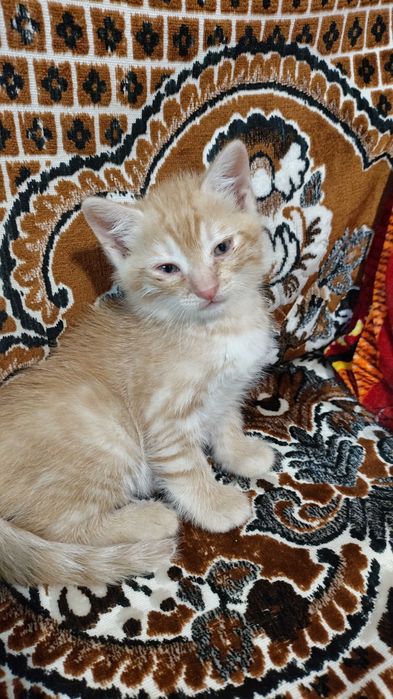 Котик в добрі руки
