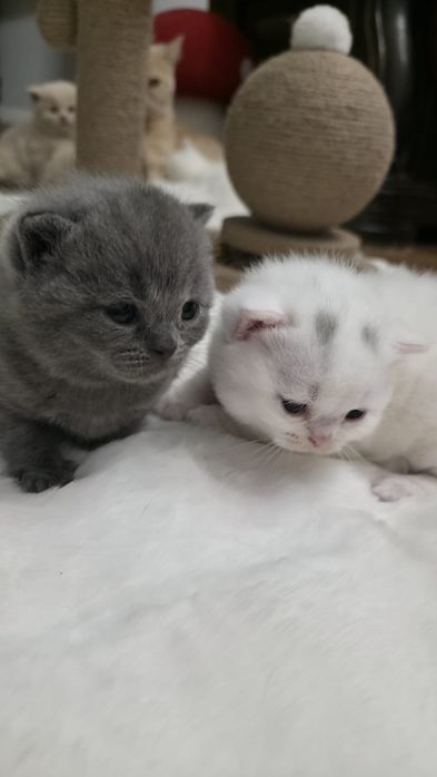 Piękna koteczka brytyjska