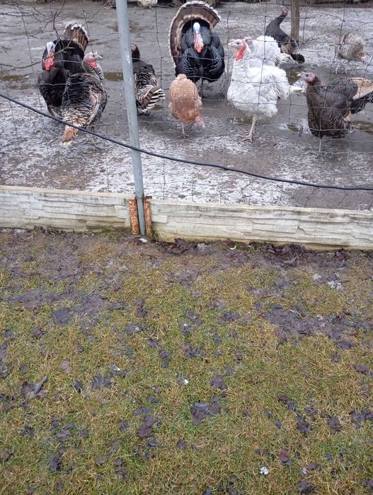 Zamienię indyczkę, samica indora