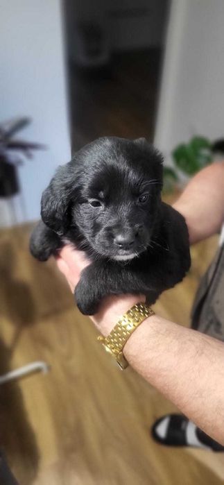 Golden Mountain Dog Golden Retriever +Berneński Pies Pasterski