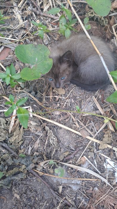 Adoção conjunta  2 gatinhos bebés
