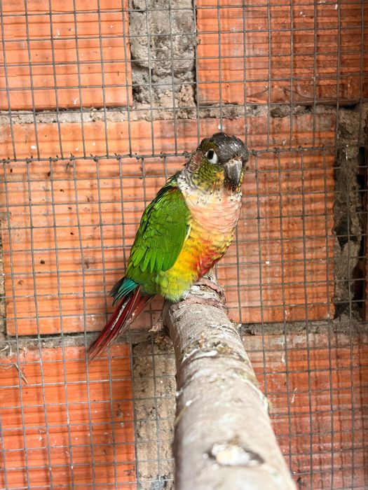 loirs macho com 1 ano sexado, pyrrhura macho reprodutor com 3 anos