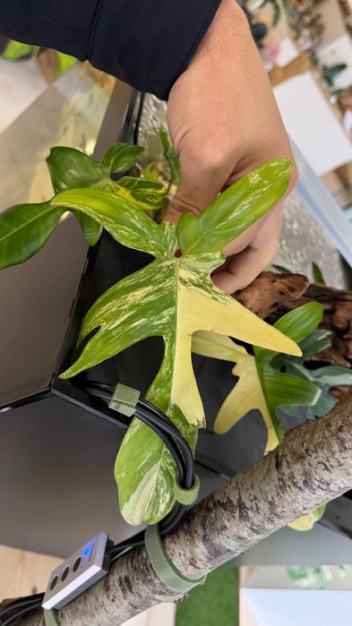 Philodendron Florida Beauty (Mudas)