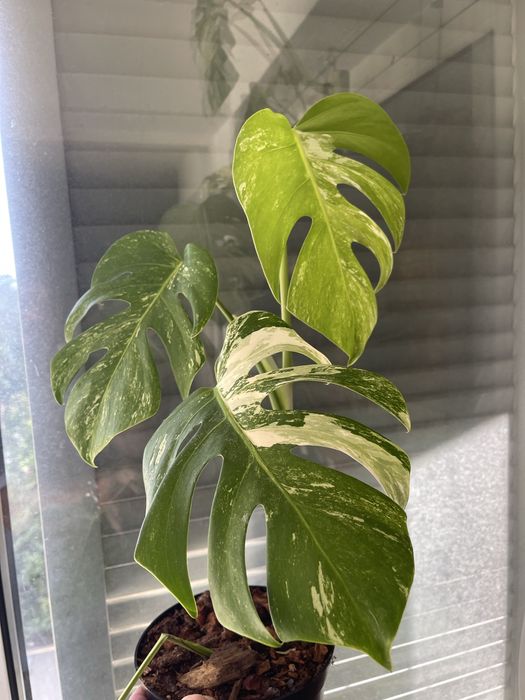 planta Monstera variagata
