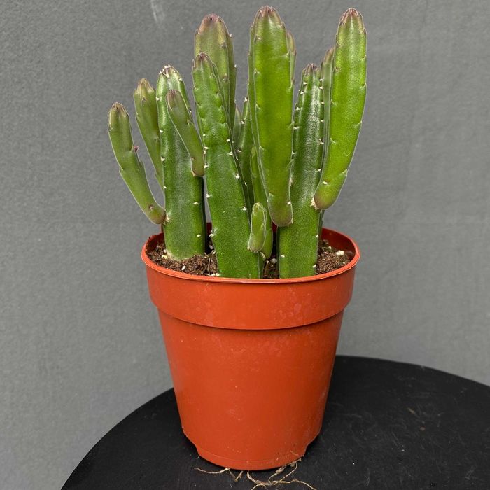 Stapelia leendertziae  sukulent