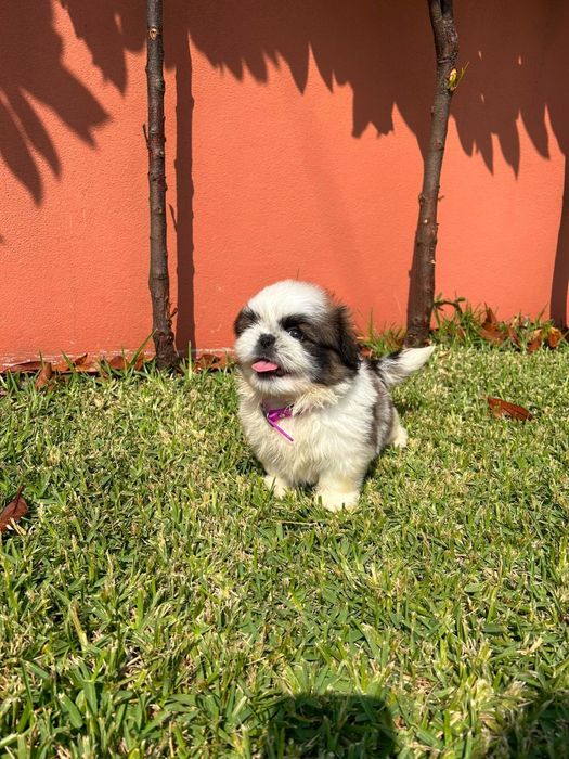 Belíssimo exemplar da raça SHI TZU