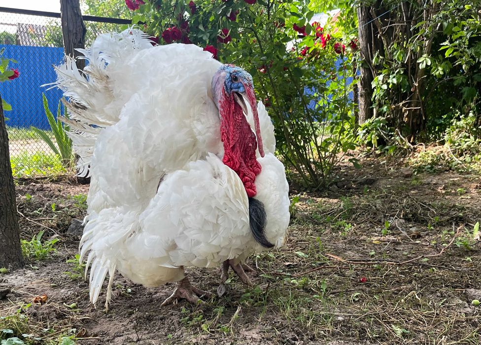 Індик БІГ 6 важковаговик добовий