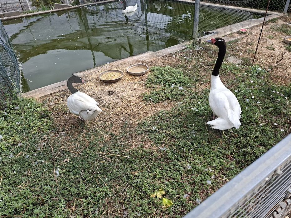 Cisnes Brancos de Pescoço Preto Machos