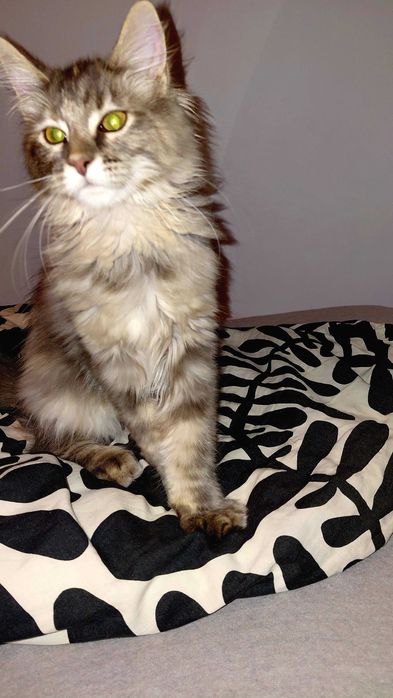 Kotka maine coon z rodowodem
