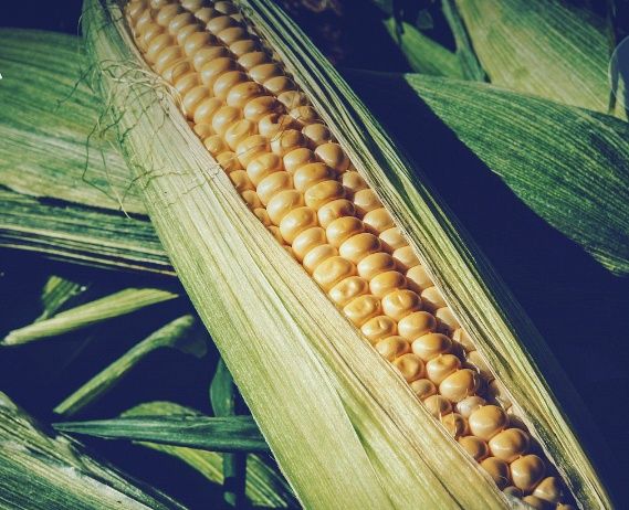 Milho caseiro colheita 2024