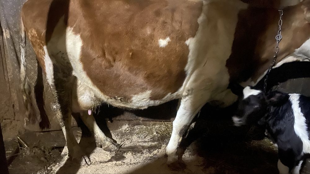 Чорнорябе теля на тримання