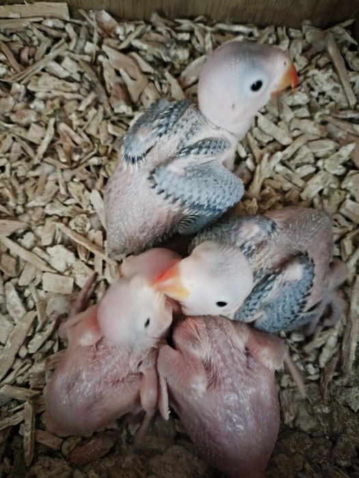 Cedo 30 ring necks para criar a mão